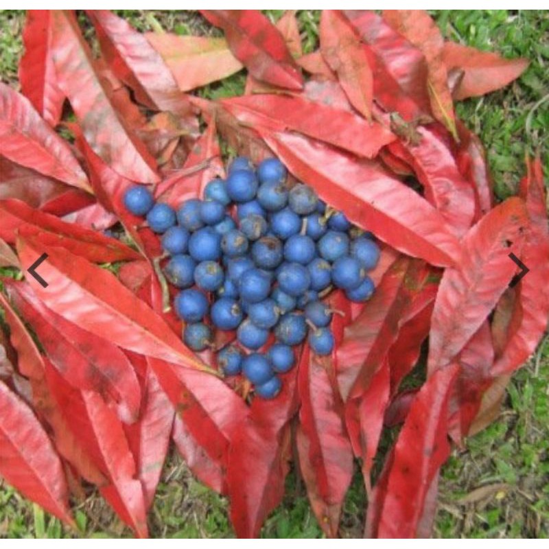 

daun jenitri hijau ecoprint