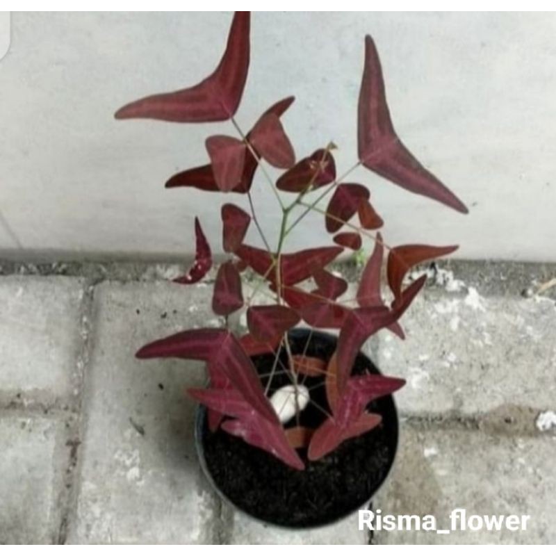 POHON OXALIS BATIK MERAH ( TANAMAN HIAS )