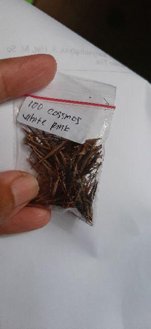 100seed  Bibit Benih Biji  Bunga Keningkir  Cosmos  White Pink