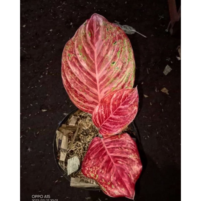 Aglonema anakan bidadari mutasi real pict