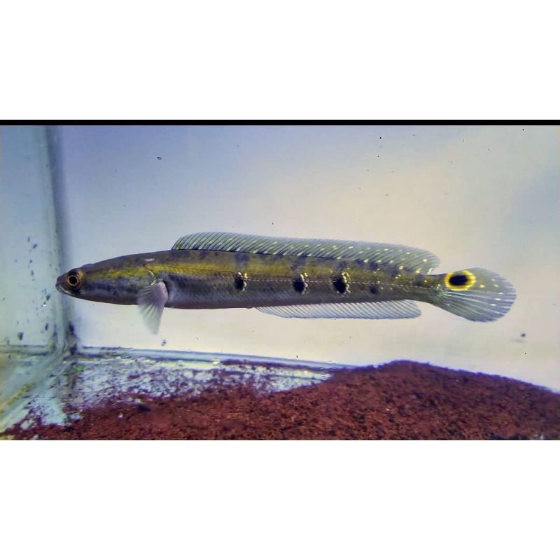 PSEUDO MARULIUS 10CM (FULL MUTIARA)