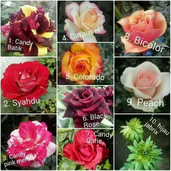 10 Tanaman Bunga Mawar Warna Bebas Pilih