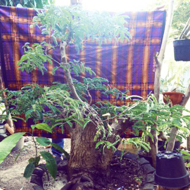 Bonsai asem jawa jumbo