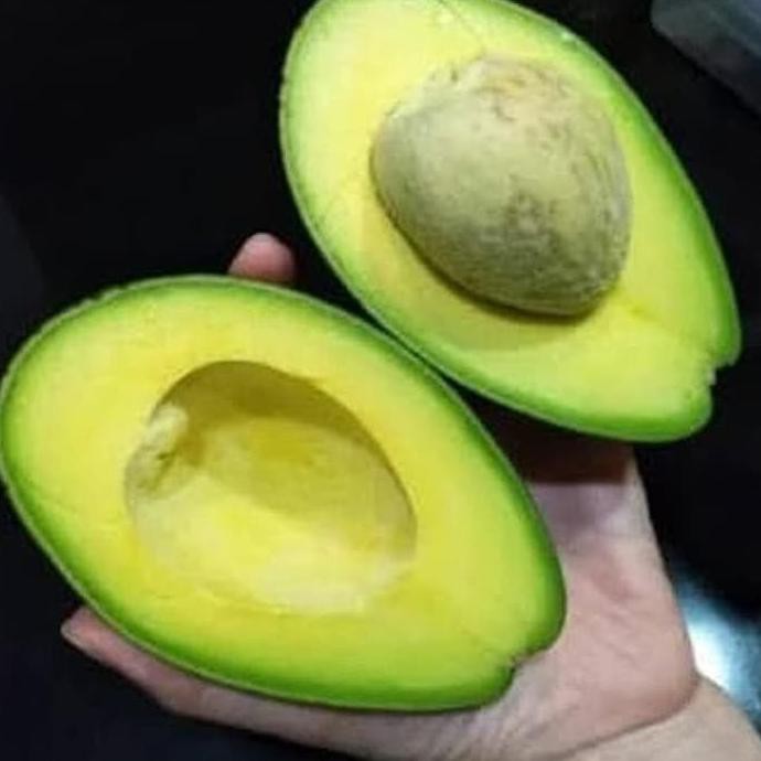 DM+ BIBIT TANAMAN BUAH ALPUKAT MENTEGA SUPER $$## lt0