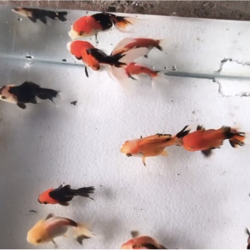 Ikan mas Koki oranda panda 3c | Shopee Indonesia