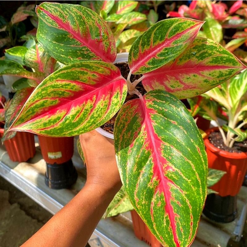 Aglonema Andini / bibit bunga / bunga hidup / tanaman / tanaman bunga / bunga hiasan /bunga aglonema