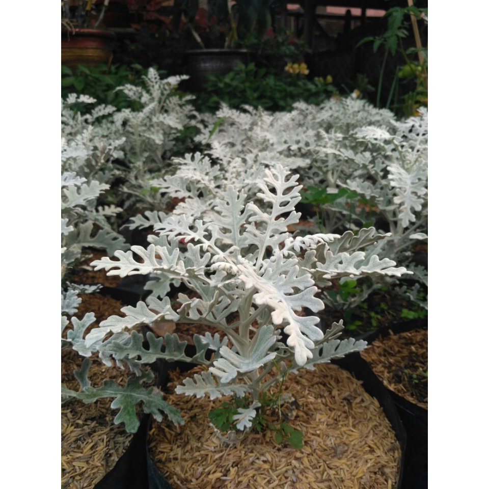 tanaman hias silver dust daun (putri salju)