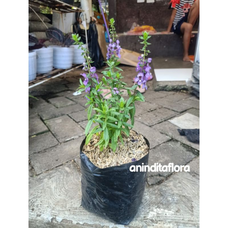TANAMAN HIAS BUNGA LAFENDER/TANAMAN ANTI NYAMUK + POT HITAM