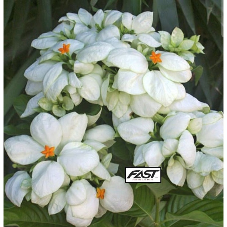 Tanaman bunga nusa indah putih - bibit bunga nusa indah putih - nusa indah