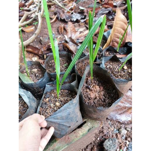 Bibit pohon kurma, pohon kurma, pohon korma, kurma azwa