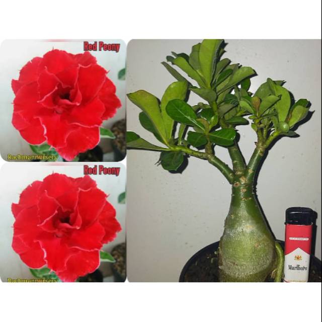 Bibit tanaman hias adenium bunga merah darah / tanaman bunga adenium / tanaman honsai / adenium