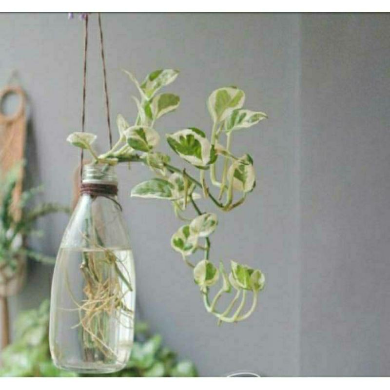 Srigading enjoy Srigading