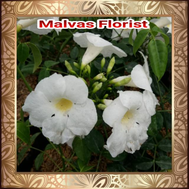 Tanaman hias - bibit bunga rambat thunbergia