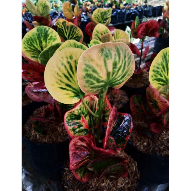 Tanaman Hias Puring Apel Rehana