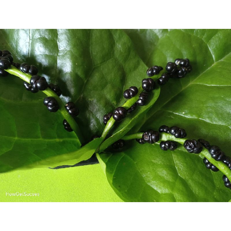 

Angkung / Buah angkung / Angkong / Ang kong / Herbal Stroke / Asam Urat / Darah