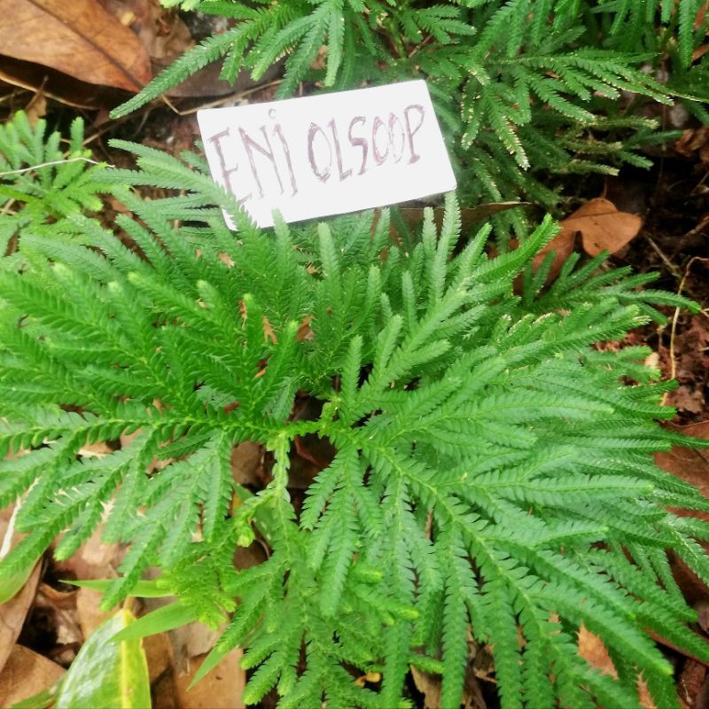 

Herbal Daun Cakar ayam 250gr siap petik