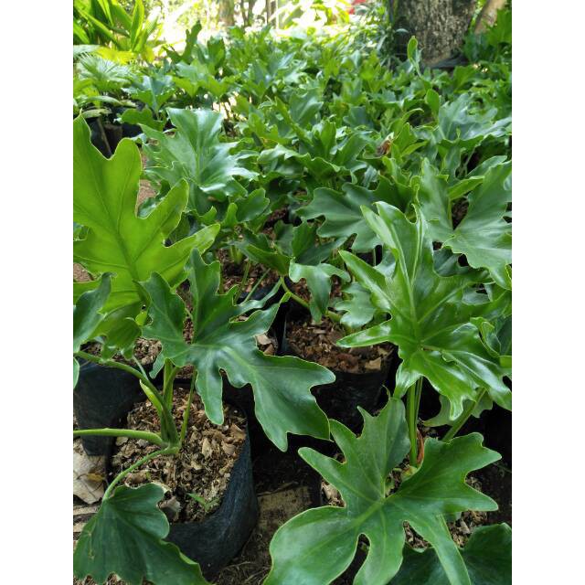 Tanaman hias philodendron selloum