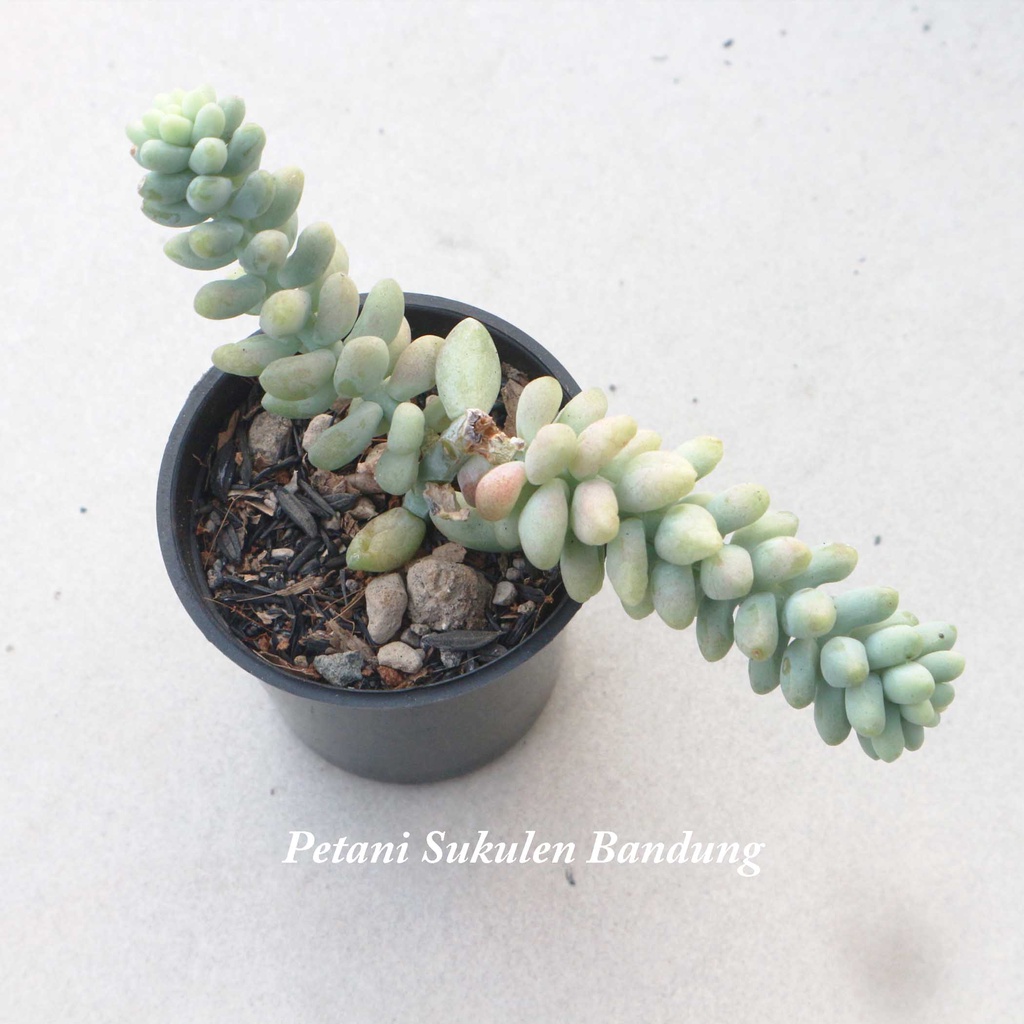 POT KAKTUS SUKULEN sekulen Plastik bulat hitam 8cm dan10cm utk tanaman hias sekulen cactus mini