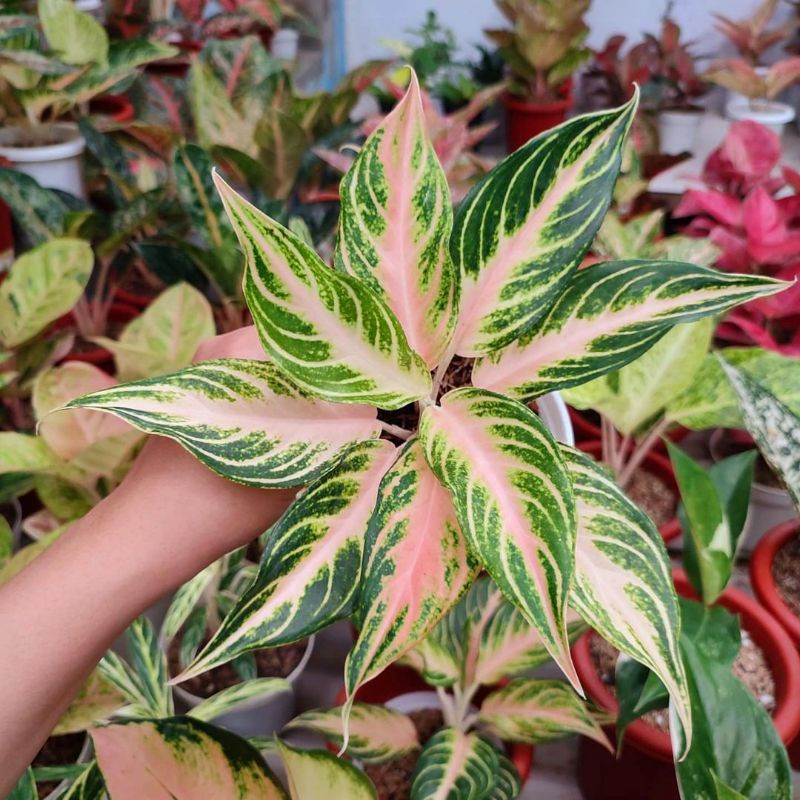 Aglonema Pink Sunset Item Koleksi Tanaman Hias Aglonema Butterfly remaja murah