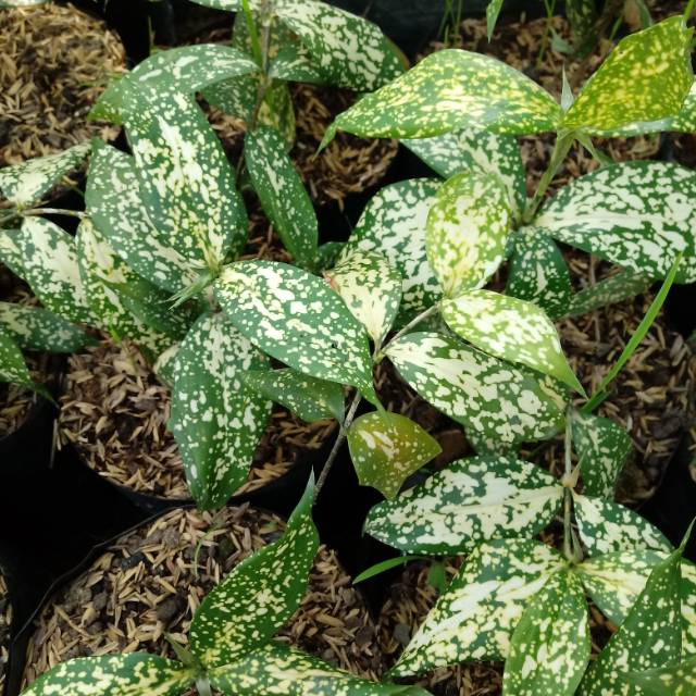 Tanaman dracena florida beauty bambu jepang