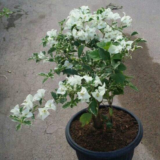 Bougenville varigata putih