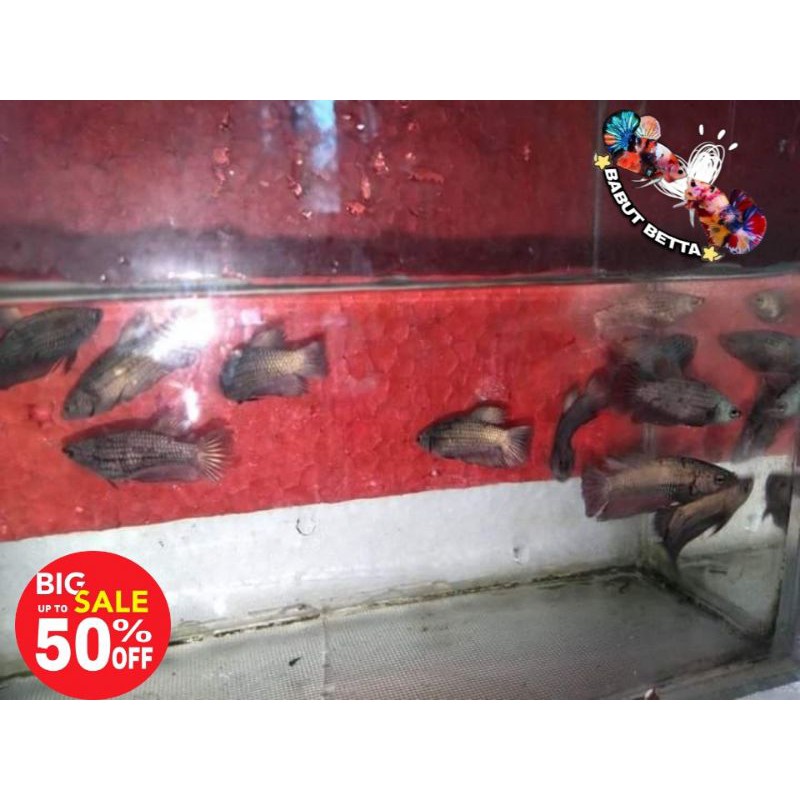 ikan cupang Avatar Coper Gold bahan hingga indukan