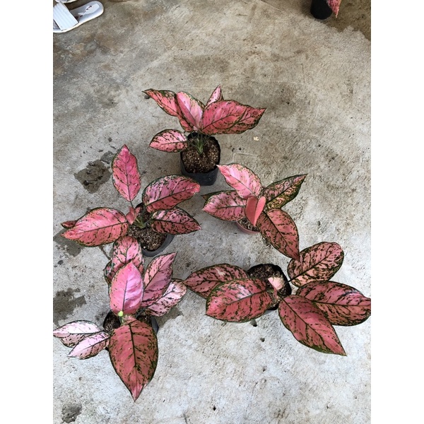 Aglaonema lady valentine jumbo