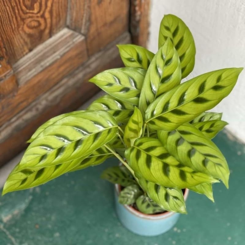 PROMO!! Tanaman Hias Calathea Leopardina - Tanaman Kalatea Indoor