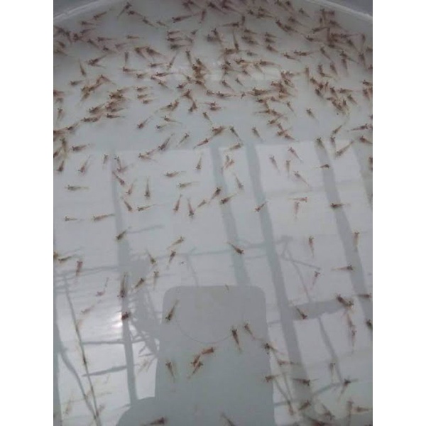 

Benur udang galah strain Si RATU