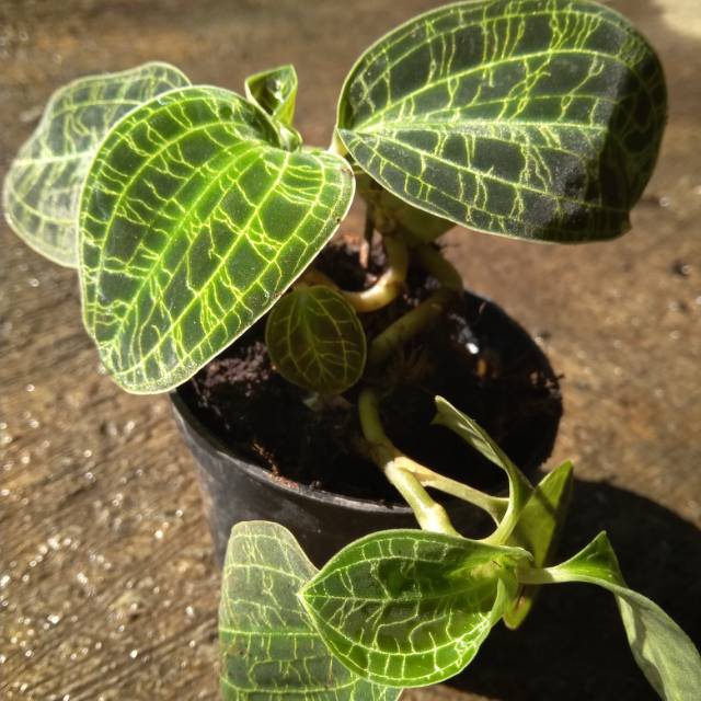 Jewel Orchid