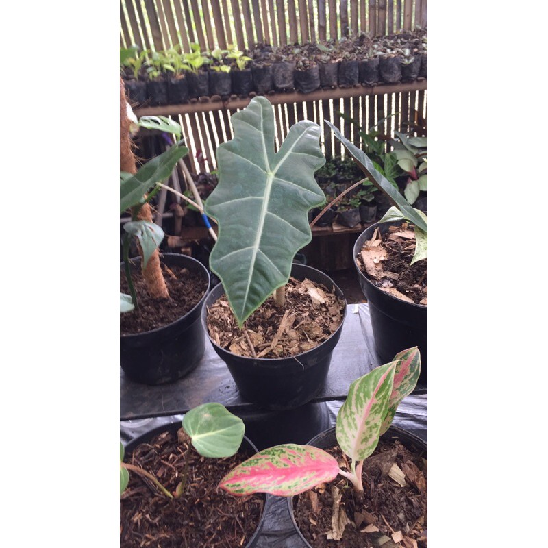 Alocasia amazon