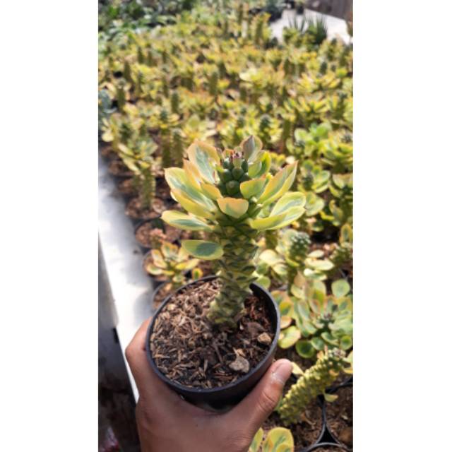 Kaktus // Euphorbia Monadenium