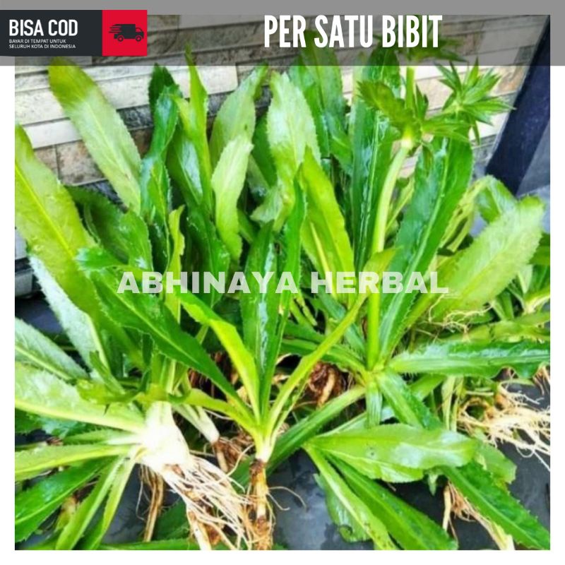 

Bibit walang sangit ready stock walangsangit organik sehat
