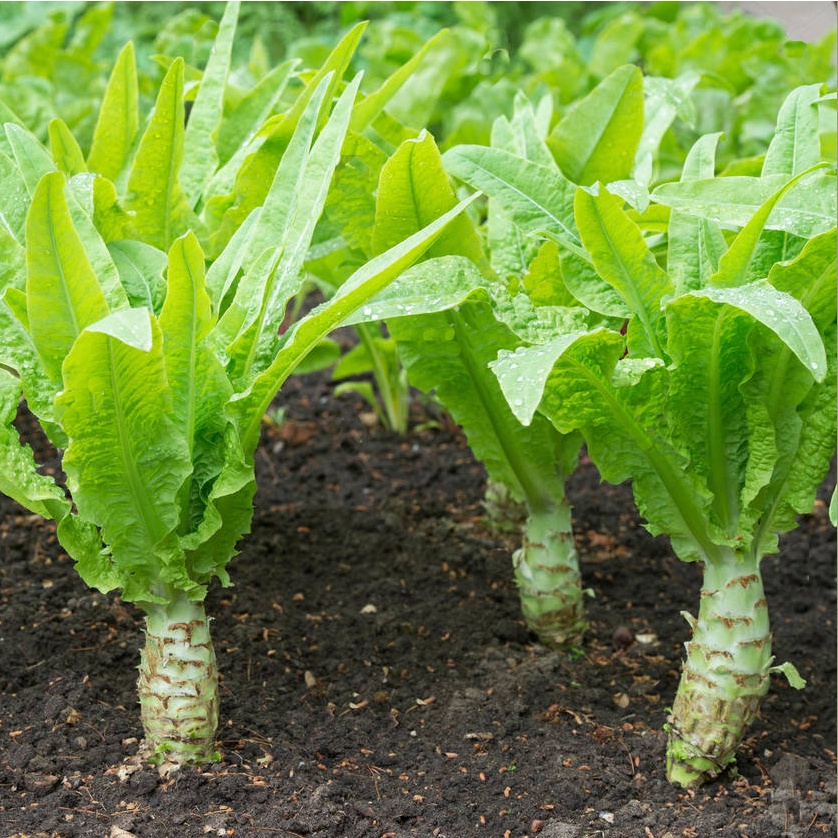 Benih Bibit Biji - Celtuce Selada Batang / Selada Asparagus / Chinese Stem Lettuce Seeds - IMPORT