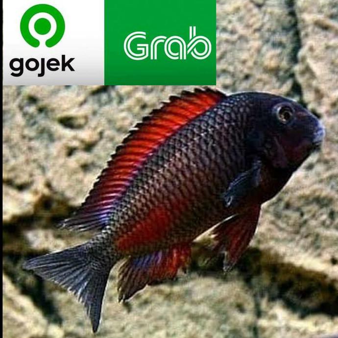 Promo Cichlid Tropheus Red Moori || Red Moliro Cichlid