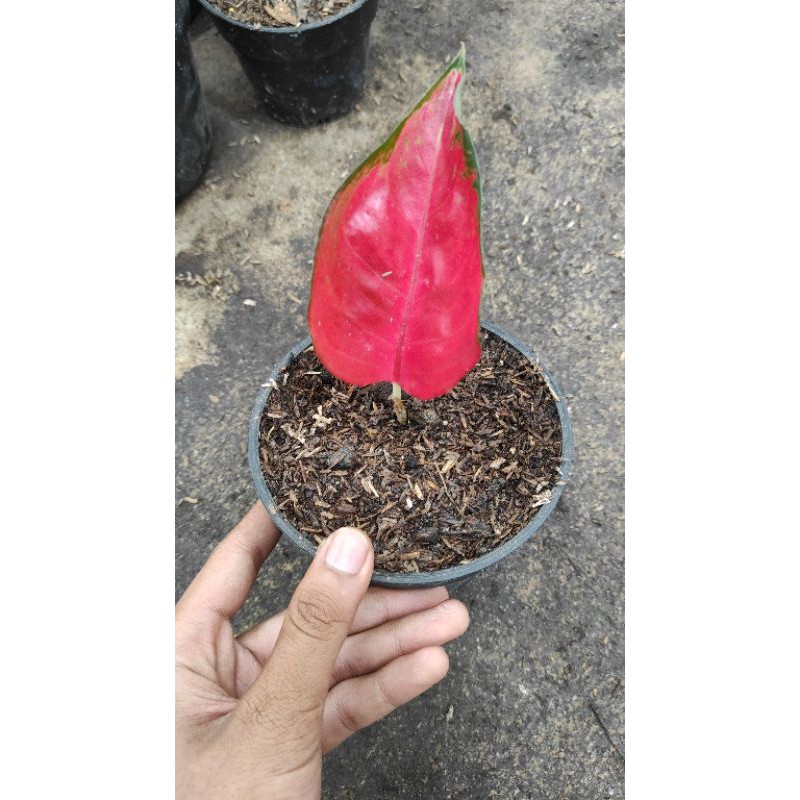 paket promo bunga isi 2 id aglonema