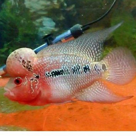 Ikan Louhan SRD (super red dragon) ukuran 4-10cm