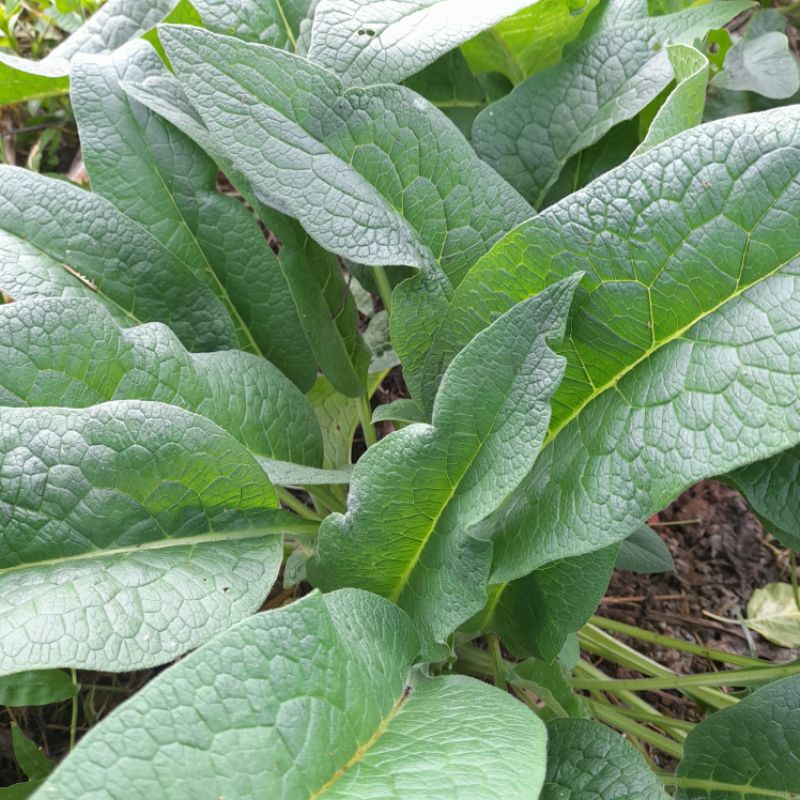 

DAUN KOMPEREI SEGAR per 20 tangkai