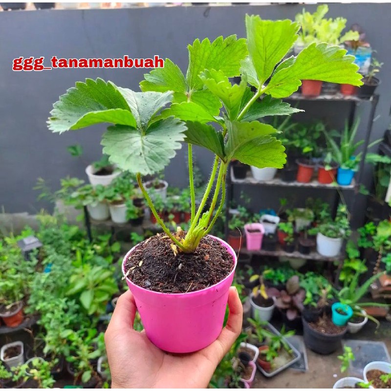 Bibit Strawberry Jumbo Manis Cepat Berbuah