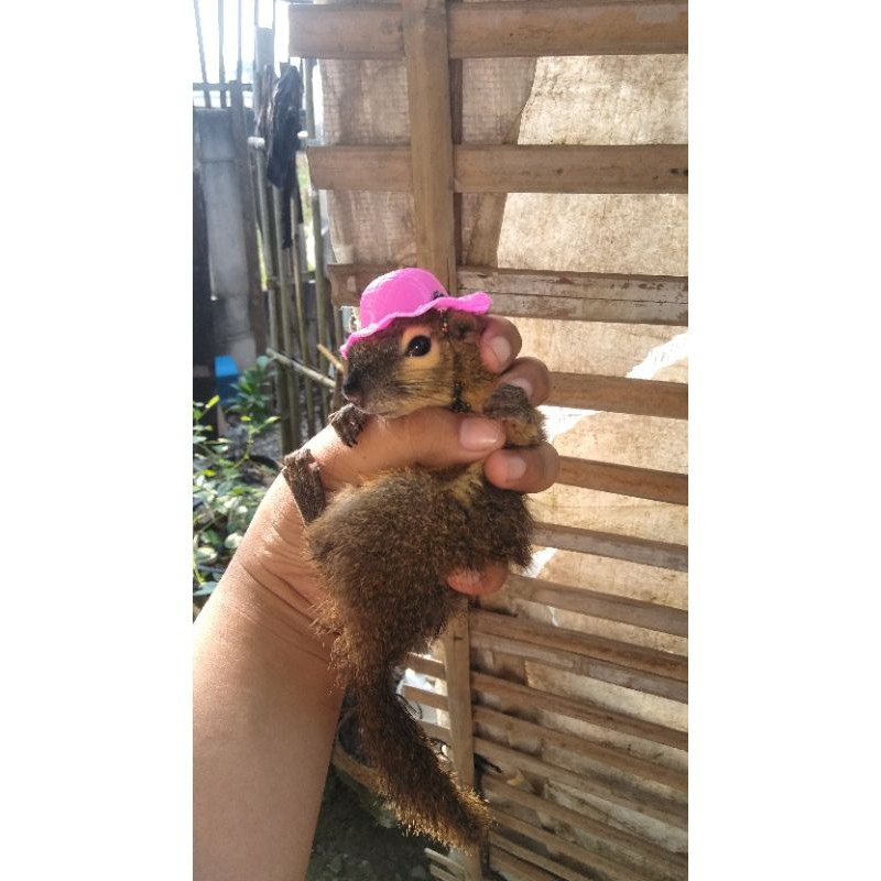 Topi tupai, bajing, sugar glider, dan hewan kecil lainnya