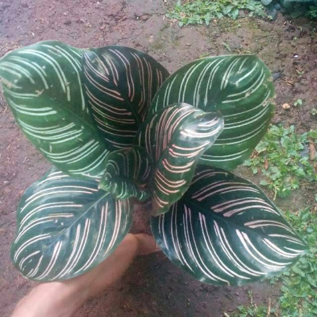 Calatea ornata - calatea - tanaman hias calatea