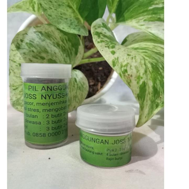 ZSW Pil Anggungan Joss Nyuss Ki Daris (Perkutut, Derkuku, Puter) 411