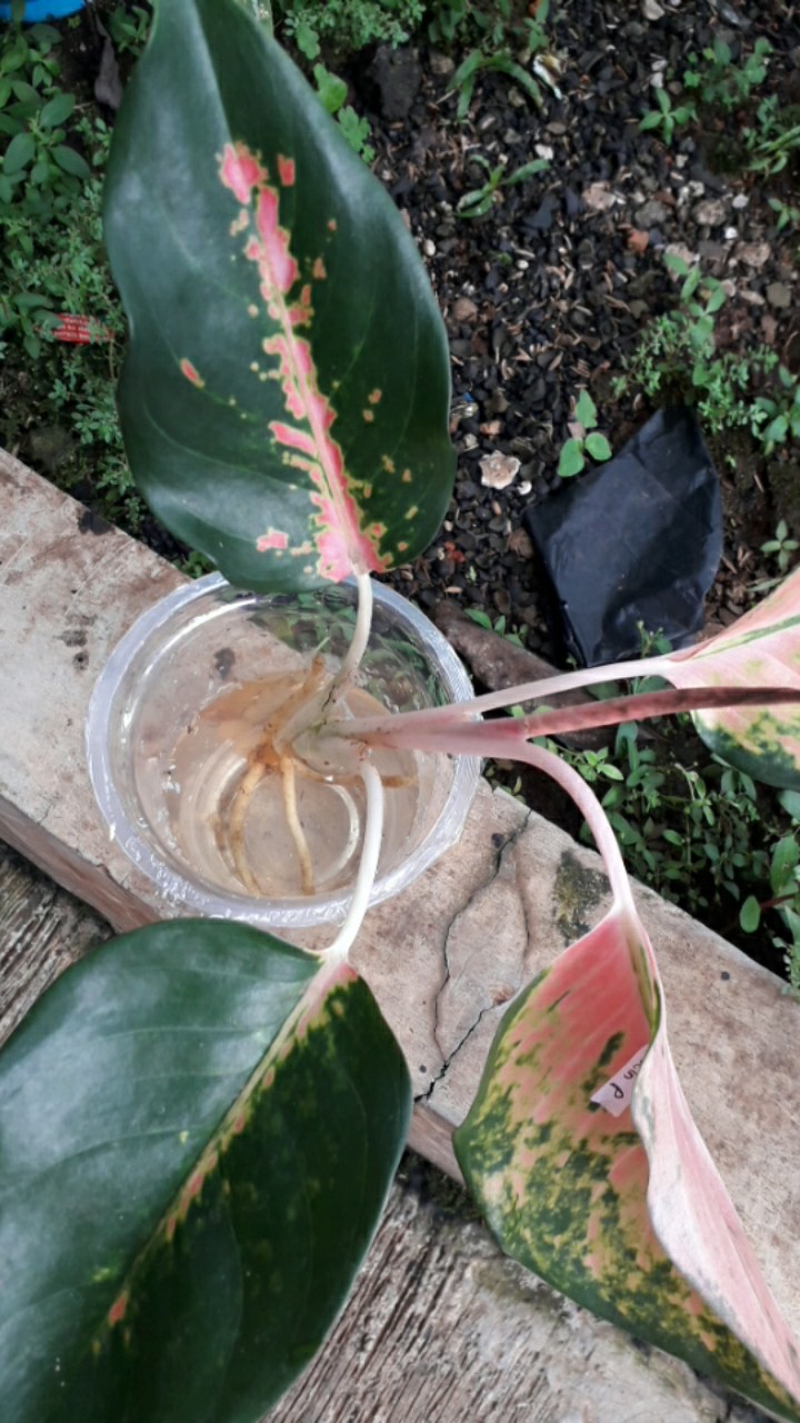 Aglonema Super Kocin Pink Import