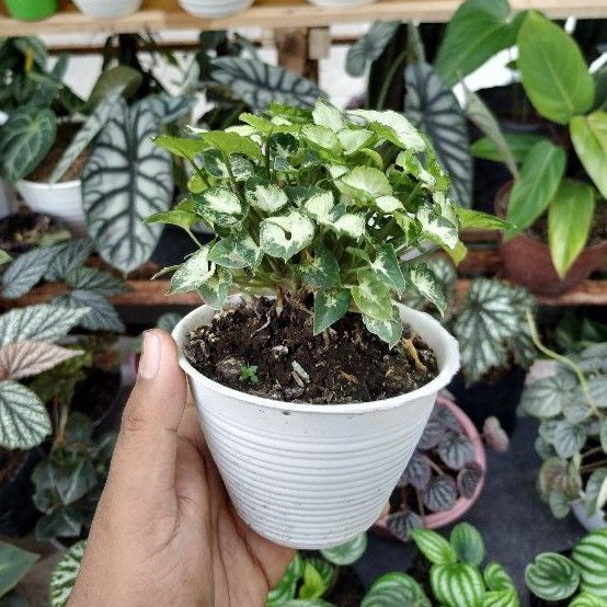 SYNGONIUM LILIPUT MINI PIXIE