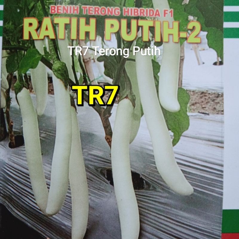 Benih Seribuan Terong Ungu Hijau Putih Lalap Pondoh Medan Belanda-TR7 TERONG PUTIH