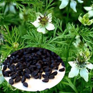 Kapsul Jinten Hitam/Habbatussauda Murni