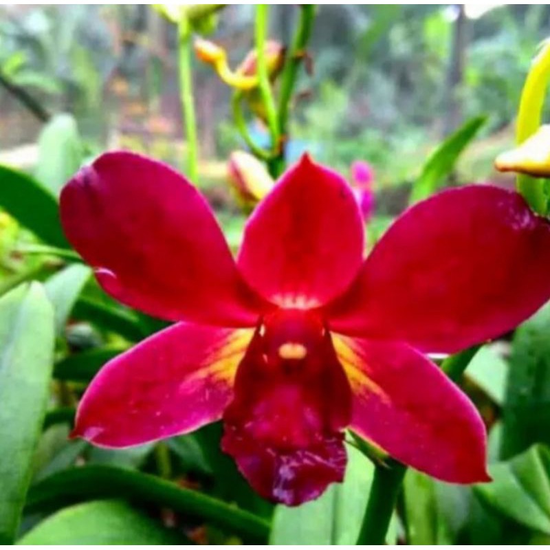 Pohon Anggrek Dendrobium coyote red