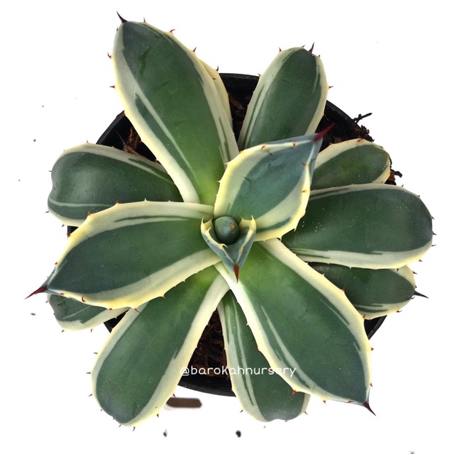 Agave Parri Var Patonii