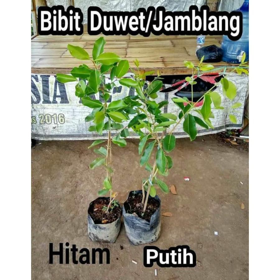 3 Bibit Tabulampot Buah Juwet Duwet Putih @_#