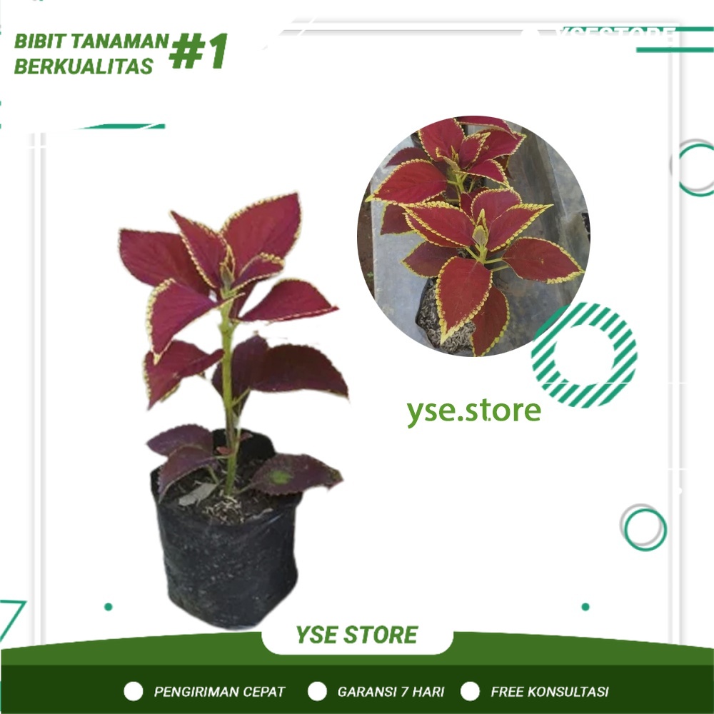 Bibit Bunga Miana Tanaman Hias Bunga Miana